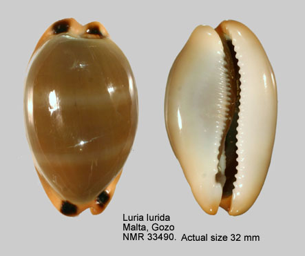 Luria lurida (3).JPG - Luria lurida(Linnaeus,1758)